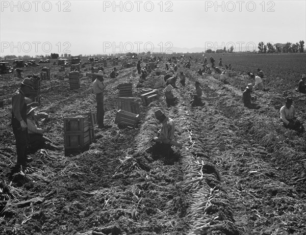 Large scale agriculture, near Meloland, Imperial Valley, 1939. Creator: Dorothea Lange.