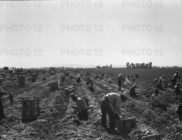 Large scale agriculture, near Meloland, Imperial Valley, 1939. Creator: Dorothea Lange.