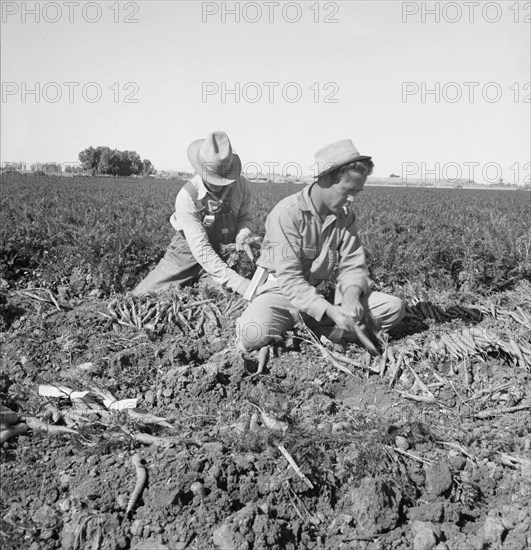 Large scale agriculture, near Meloland, Imperial Valley, 1939. Creator: Dorothea Lange.