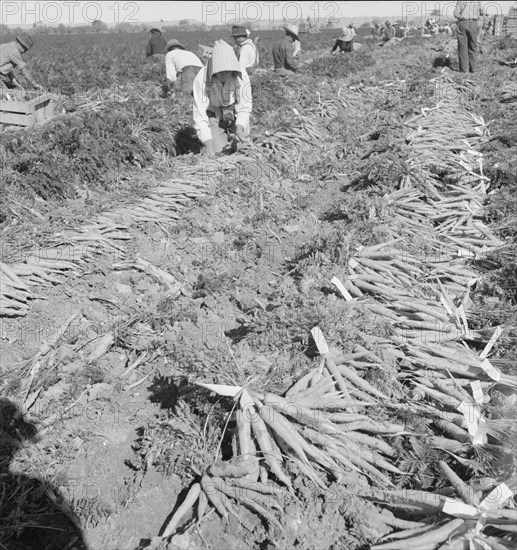 Large scale agriculture, near Meloland, Imperial Valley, 1939. Creator: Dorothea Lange.