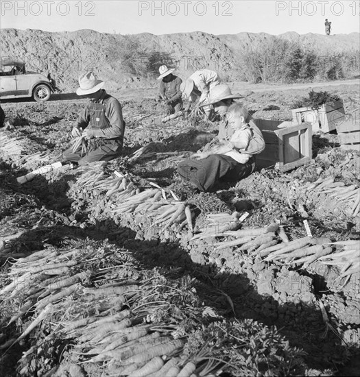 Large scale agriculture, near Meloland, Imperial Valley, 1939. Creator: Dorothea Lange.