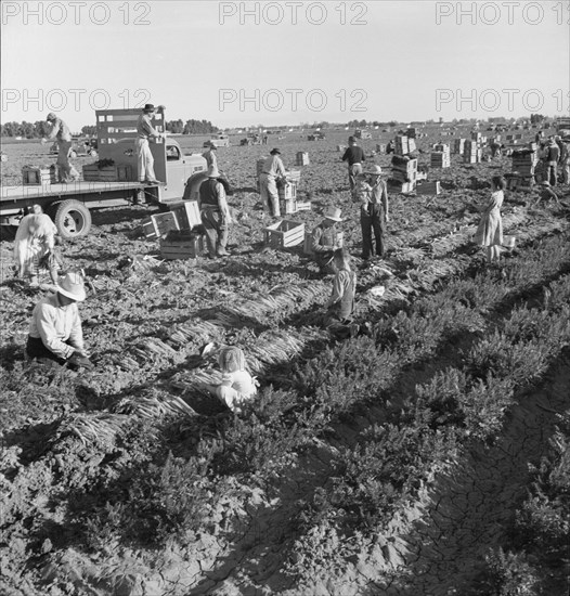 Large scale agriculture, near Meloland, Imperial Valley, 1939. Creator: Dorothea Lange.