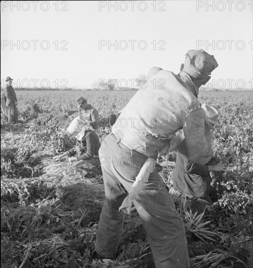 Large scale agriculture, near Meloland, Imperial Valley, 1939. Creator: Dorothea Lange.