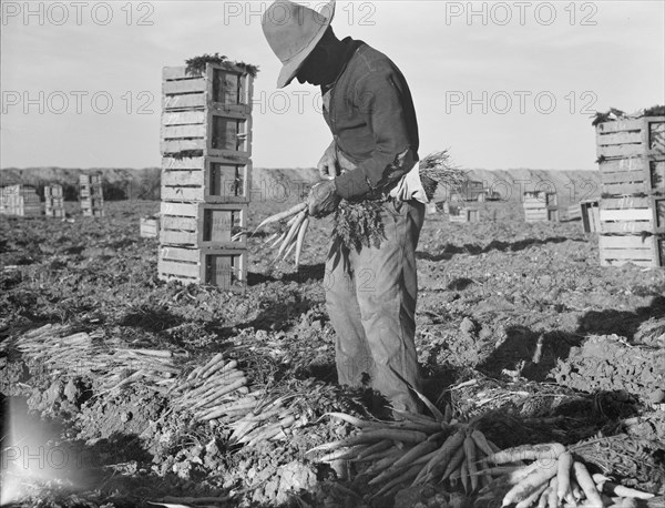 Large scale agriculture, near Meloland, Imperial Valley, 1939. Creator: Dorothea Lange.