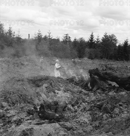 After bulldozer has taken out and piled the heavy stumps..., Michigan Hill, Thurston County, 1939. Creator: Dorothea Lange.