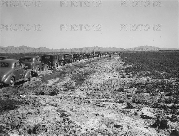 Pea field during harvest on Sinclair Ranch, near Calipatria, Imperial Valley, California, 1939. Creator: Dorothea Lange.