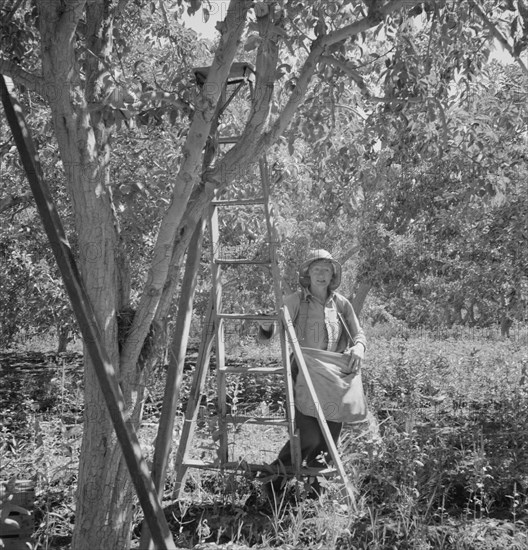 Possibly: Dumping full sack of picked pears to lug box..., Yakima Valley, Wahington, 1939. Creator: Dorothea Lange.