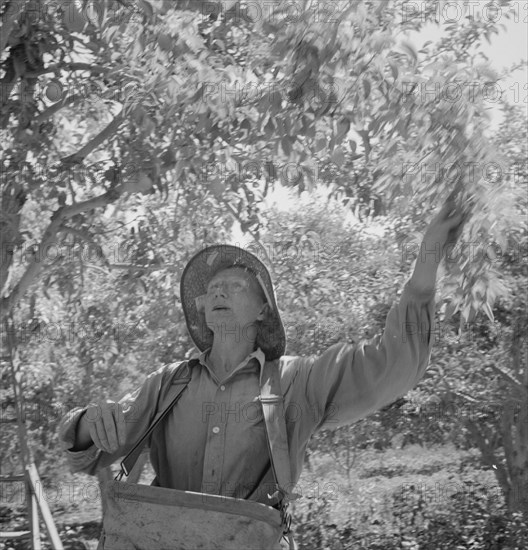 Possibly: Dumping full sack of picked pears to lug box..., Yakima Valley, Wahington, 1939. Creator: Dorothea Lange.