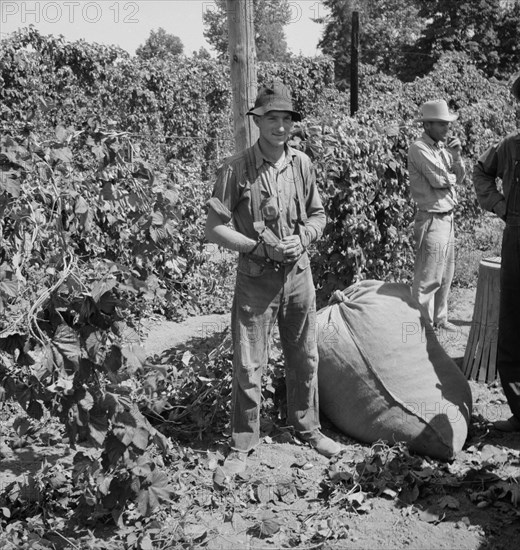 Young migrant worker brings his hops to weigh..., near Independence, Oregon, 1939. Creator: Dorothea Lange.