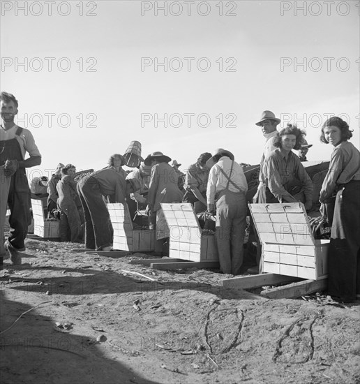 Large-scale industrialized agriculture, Calipatria, Imperial Valley, California, 1939. Creator: Dorothea Lange.