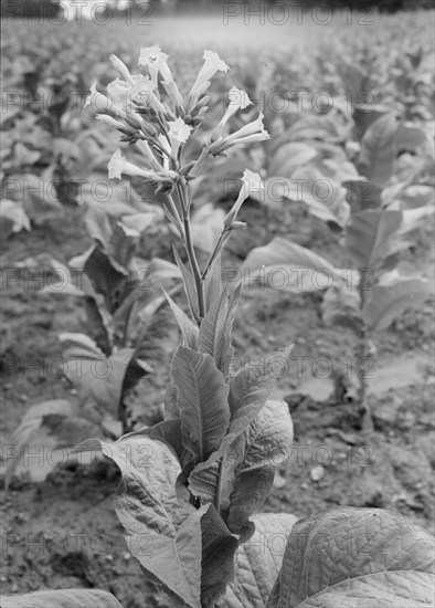 Possibly: Single tobacco flower, Soofly, Granville County, North Carolina, 1939. Creator: Dorothea Lange.