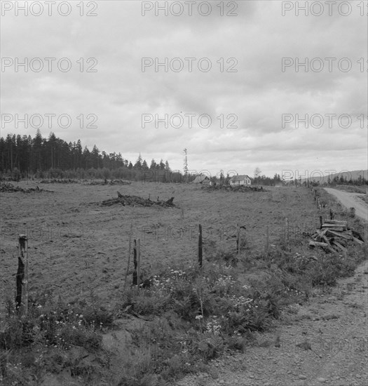 Possibly: Another cut-over farm located across the road from..., Michigan Hill, Washington, 1939. Creator: Dorothea Lange.