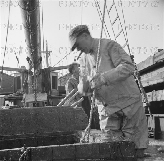 Dock stevedores at the Fulton fish market sending up baskets of fish..., New York, 1943. Creator: Gordon Parks.