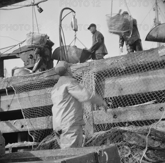 Dock stevedores at the Fulton fish market sending up baskets of fish..., New York, 1943. Creator: Gordon Parks.