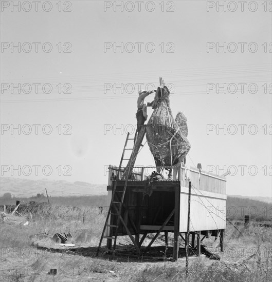 Roadside sculpture (under repair) on U.S. 101, entering Petaluma, Sonoma County, 1939. Creator: Dorothea Lange.