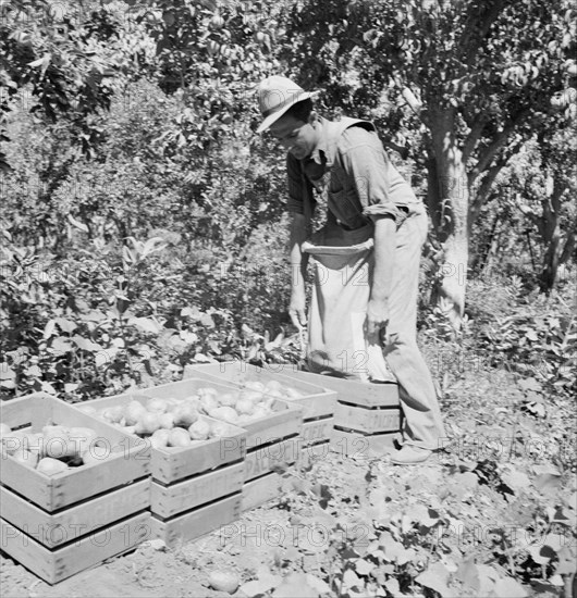 Dumping full sack of picked pears to lug box..., Yakima Valley, Washington, 1939. Creator: Dorothea Lange.