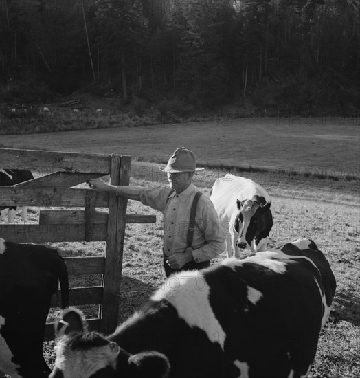 Possibly: Farmer brings his team up from..., near Centralia, Lewis County, Western Washington, 1939. Creator: Dorothea Lange.