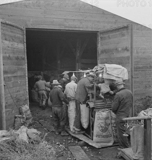 Grading potatoes, preparing for shipment..., ten miles south of Merrill, Oregon, 1939. Creator: Dorothea Lange.