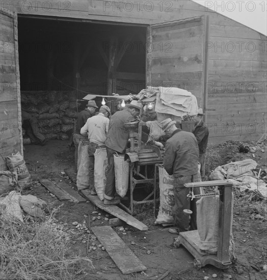 Grading potatoes, preparing for shipment..., ten miles south of Merrill, Oregon, 1939. Creator: Dorothea Lange.