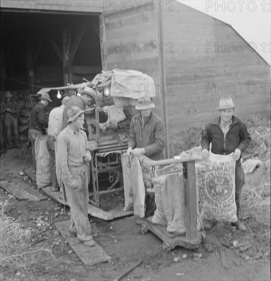 Grading potatoes, preparing for shipment..., ten miles south of Merrill, Oregon, 1939. Creator: Dorothea Lange.