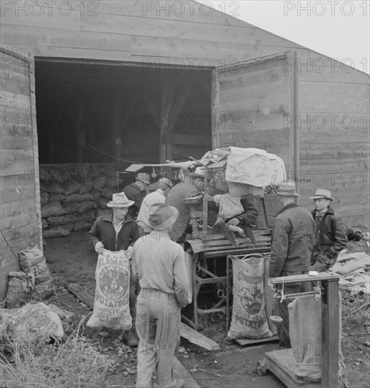 Grading potatoes, preparing for shipment..., ten miles south of Merrill, Oregon, 1939. Creator: Dorothea Lange.