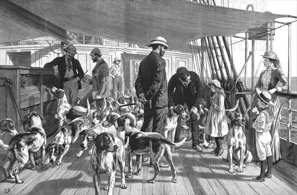 ''A Pack of Foxhounds passing through the Red Sea on their way to India--Early morning exercise', 18 Creator: Unknown.