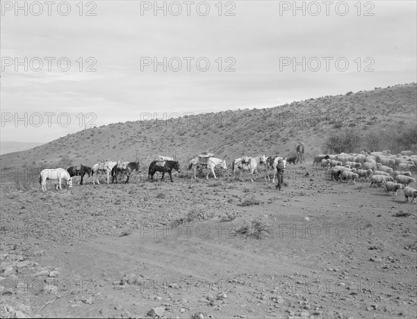 Possibly: Pack train coming down from summer camp, Washington County, Idaho, 1939. Creator: Dorothea Lange.