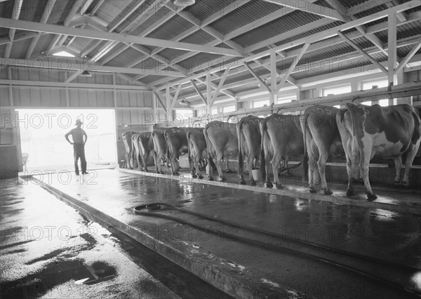 FSA Mineral King Farm Cooperative Association, Tulare County, California, 1939. Creator: Dorothea Lange.