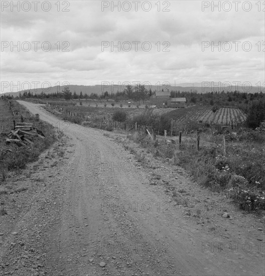 Another cut-over farm located across the road from Kytta place, Michigan Hill, Washington, 1939. Creator: Dorothea Lange.