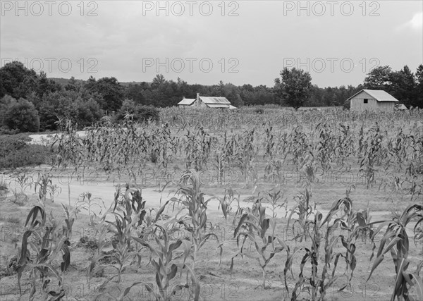 Landscape showing farmhouse, outbuildings, and cornfield, Caswell County, North Carolina, 1939. Creator: Dorothea Lange.