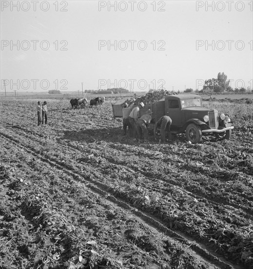 View of sugar beet field with crew loading truck for Nyssa factory, near Ontario, Oregon, 1939. Creator: Dorothea Lange.