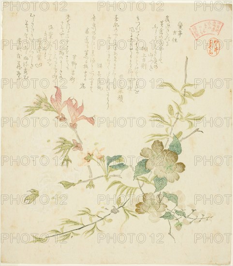 Various Spring Flowers, from the series "Springtime Plants and Trees for the Kasumi Poe..., c. 1820. Creator: Kubo Shunman.