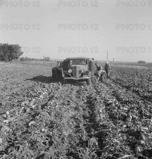 Loading a truck in a sugar beet field, Ontario, Malheur County, Oregon, 1939. Creator: Dorothea Lange.