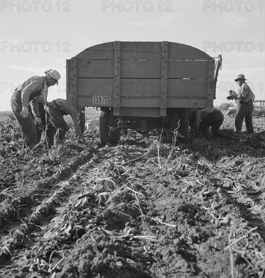 Loading truck in sugar beet field, near Ontario, Malheur County, Oregon, 1939. Creator: Dorothea Lange.