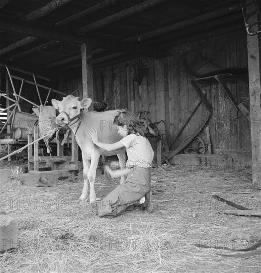 Young girl, daughter of small pear farmer tends her calf, near Medford, Oregon, 1939. Creator: Dorothea Lange.