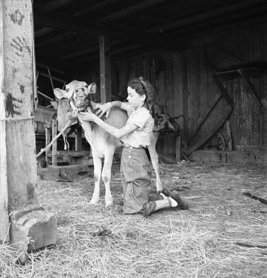 Young girl, daughter of small pear farmer tends her calf, near Medford, Oregon, 1939. Creator: Dorothea Lange.