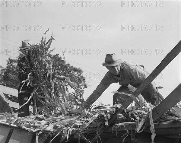 Cooperating farmers with wagonload of corn..., Yamhill County, Oregon, 1939. Creator: Dorothea Lange.