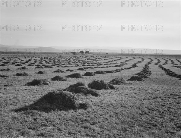View of Sunset Valley, showing hay and clover..., Malheur County, Oregon, 1939. Creator: Dorothea Lange.
