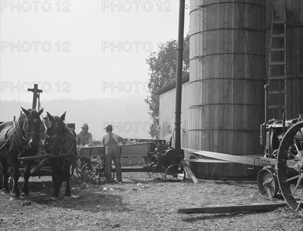Cooperating farmers feeding corn from the wagon..., near West Carlton, Yamhill County, Oregon, 1939. Creator: Dorothea Lange.