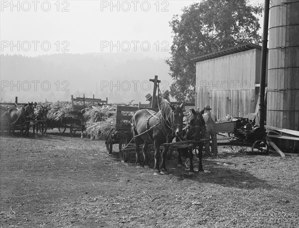 Each farmer brings his own wagon and team for the day's work, near West Carlton, Oregon, 1939. Creator: Dorothea Lange.