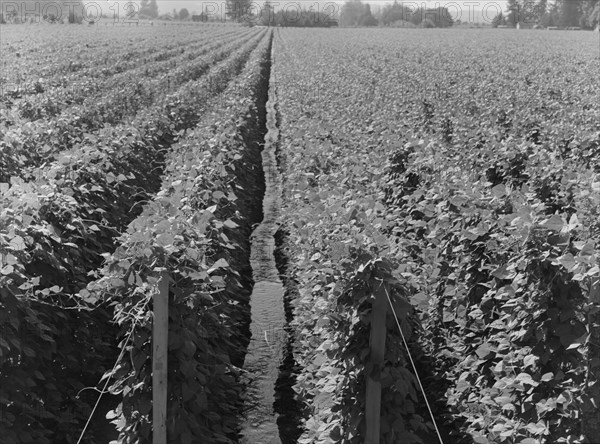 Possibly: Hop yard on ranch of M. Rivard in French-Canadian..., Yakima Valley, Washington, 1939. Creator: Dorothea Lange.