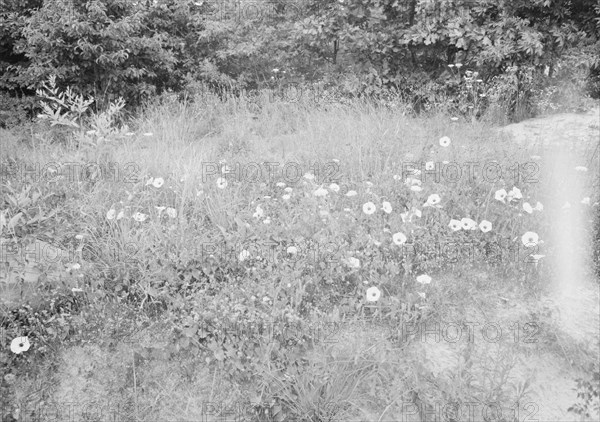 Possibly: Along county road, Person County, North Carolina, 1939. Creator: Dorothea Lange.