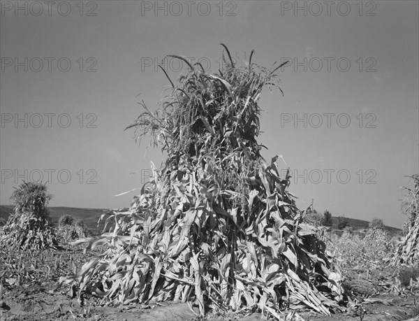 Field of corn in shock on farm of FSA borrower, Sunset Valley, Malheur County, Oregon, 1939. Creator: Dorothea Lange.