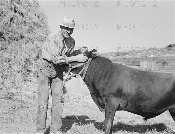 Mr. Botner with bull which he owns..., Nyssa Heights, Malheur County, Oregon, 1939. Creator: Dorothea Lange.
