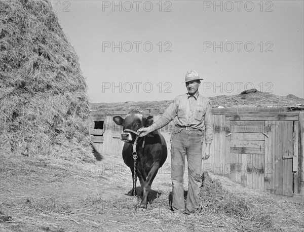 Mr. Botner with bull which he owns..., Nyssa Heights, Malheur County, Oregon, 1939. Creator: Dorothea Lange.