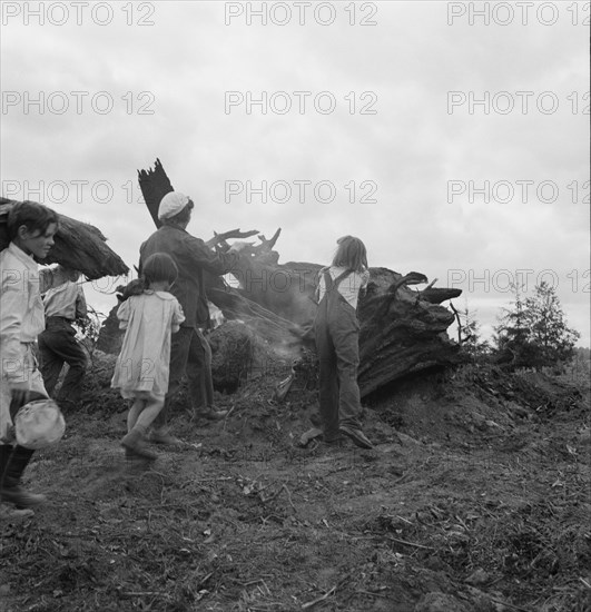 Possibly: Mrs. Arnold and her children before the stump pile, Michigan Hill, Washington, 1939. Creator: Dorothea Lange.