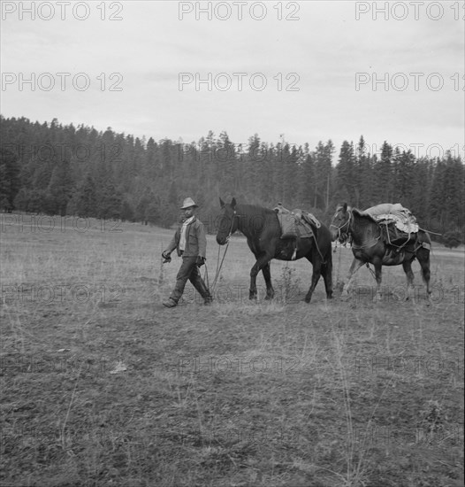 Basque sheep herder leading pack train down from summer camp, Bear Valley, Adams County, Idaho, 1939 Creator: Dorothea Lange.