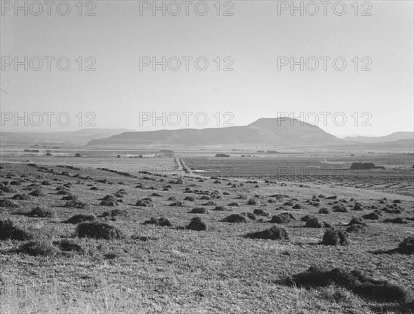 Hay and clover, pasture land, corn land, grain land, Sunset Valley, Malheur County, Oregon, 1939. Creator: Dorothea Lange.