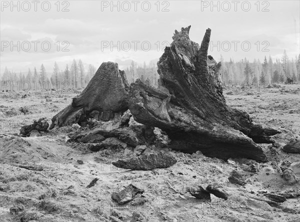 Cedar stump pile which is being burned off in field, Boundary County, Idaho, 1939. Creator: Dorothea Lange.