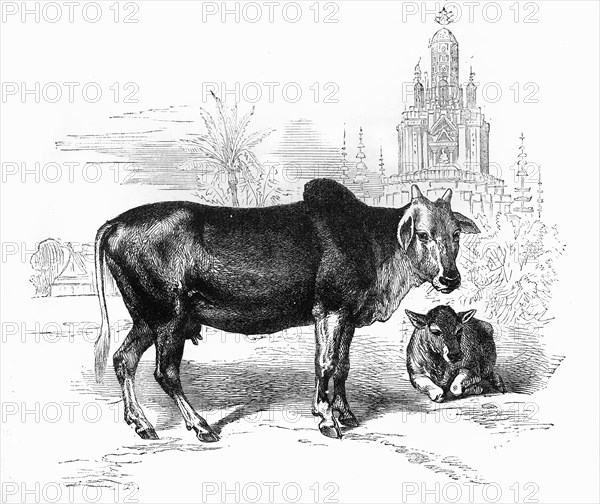 'The Sacred Cow of India', c1891. Creator: James Grant.